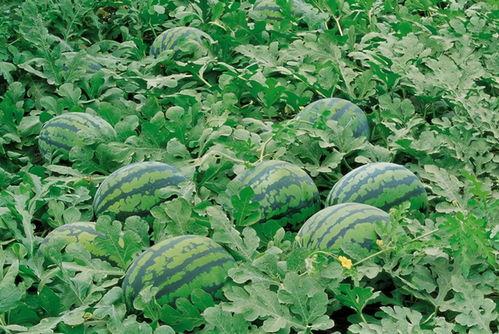 浏阳网红吃瓜群微信,揭秘网络社交圈的趣味与热议