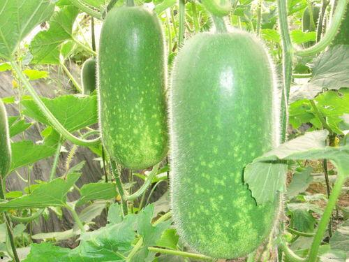 网红吃瓜赵露丝图片大全,图片大全揭秘娱乐圈幕后故事