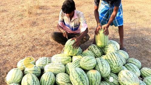 吃瓜网51cg4,吃瓜网背后的故事与影响