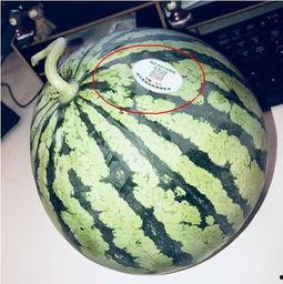 温县网红吃瓜,瓜香四溢引网友热议