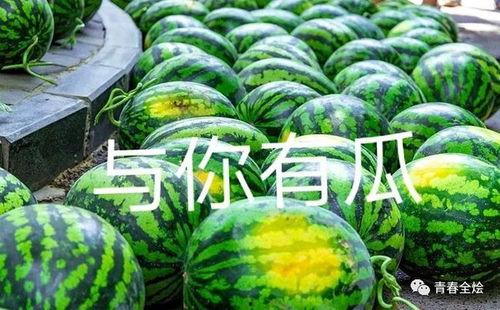 陇南康县吃瓜网红二饼,吃瓜界的“瓜王”