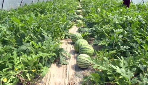 湘潭网红最新吃瓜新闻