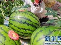 临沂吃瓜网红是谁啊最新消息,揭秘网络热议背后的真相！”