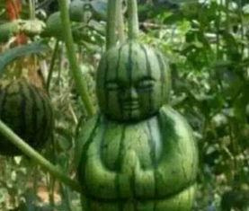 昆明某网红吃瓜事件真相