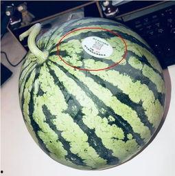 伦敦吃瓜网红,跟随网红吃瓜达人品味伦敦风味