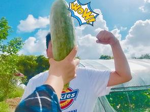 网红爆料吃瓜718