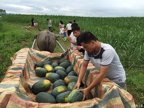 广西夫妻网红吃瓜,揭秘网络红人背后的真实生活