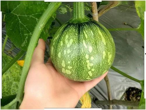 四川网红藏族吃瓜